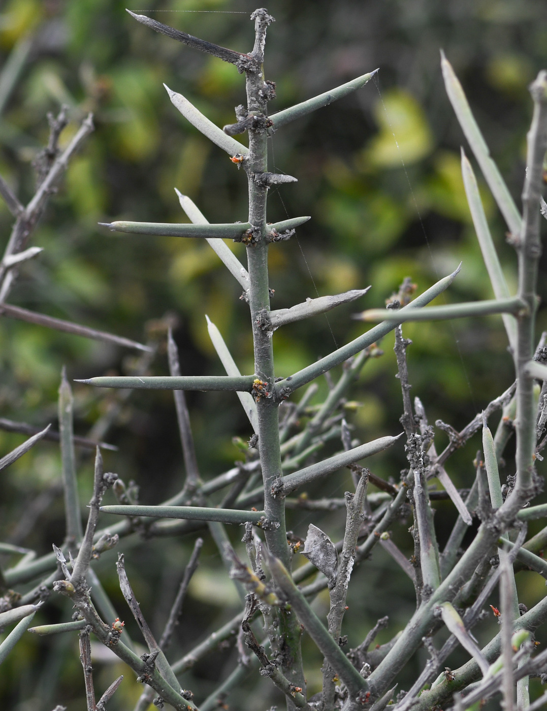 Image of Scutia spicata specimen.