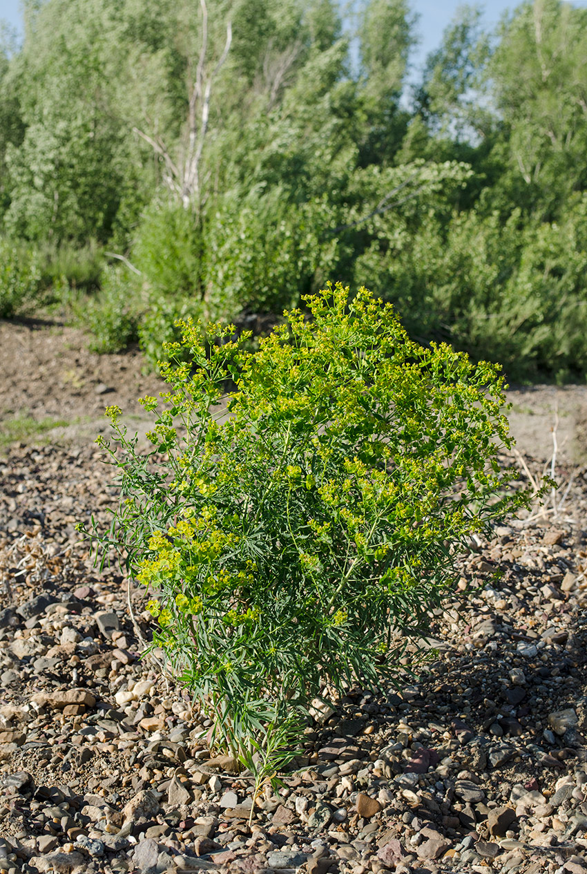 Изображение особи Euphorbia uralensis.