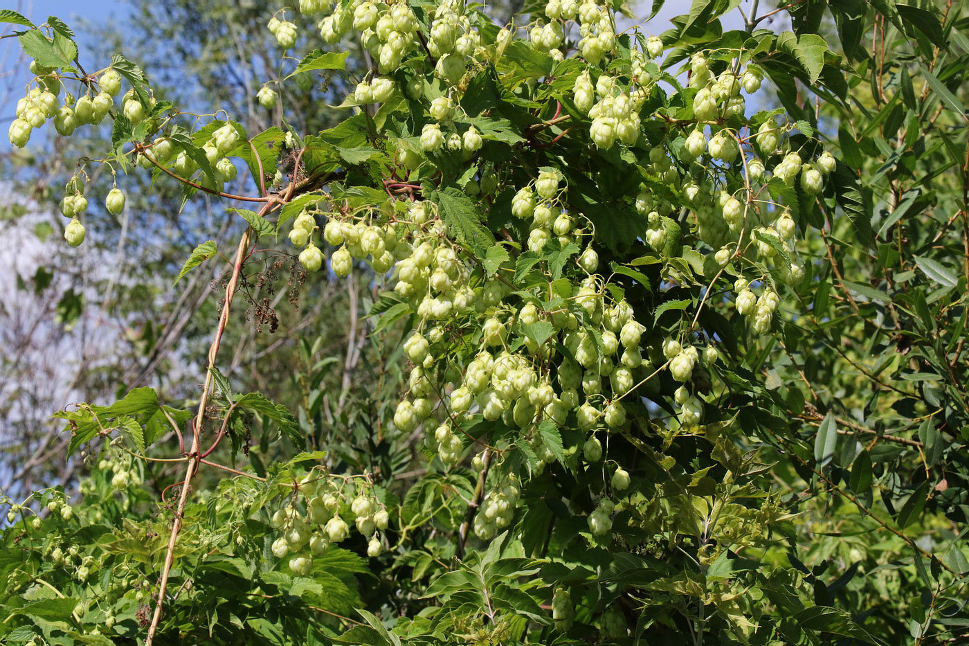 Изображение особи Humulus lupulus.