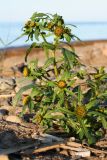 Bidens radiata