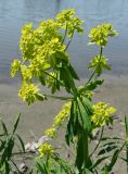 Euphorbia lamprocarpa. Верхушка растения с побегами и соцветиями. Кыргызстан, Чуйская обл., с. Восток, берег водоема. 20.05.2019.