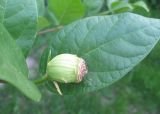 Calycanthus floridus. Незрелый плод. Крым, Симферополь, ботсад университета. 12 июля 2010 г.