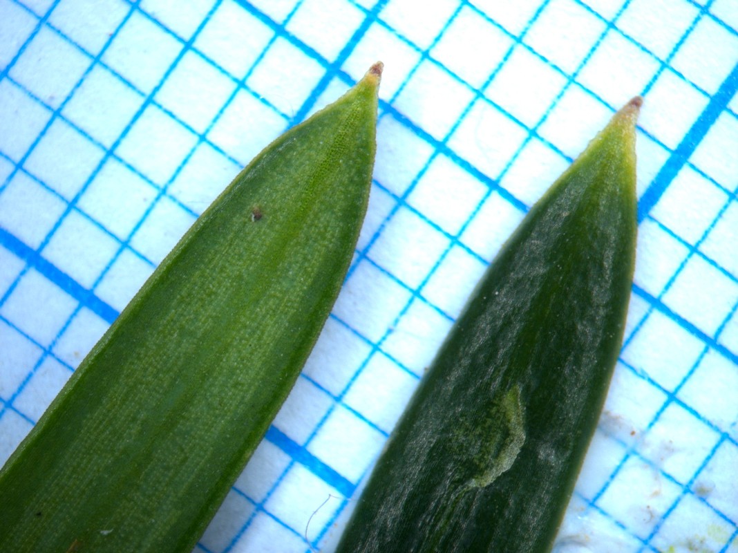 Image of Taxus cuspidata specimen.