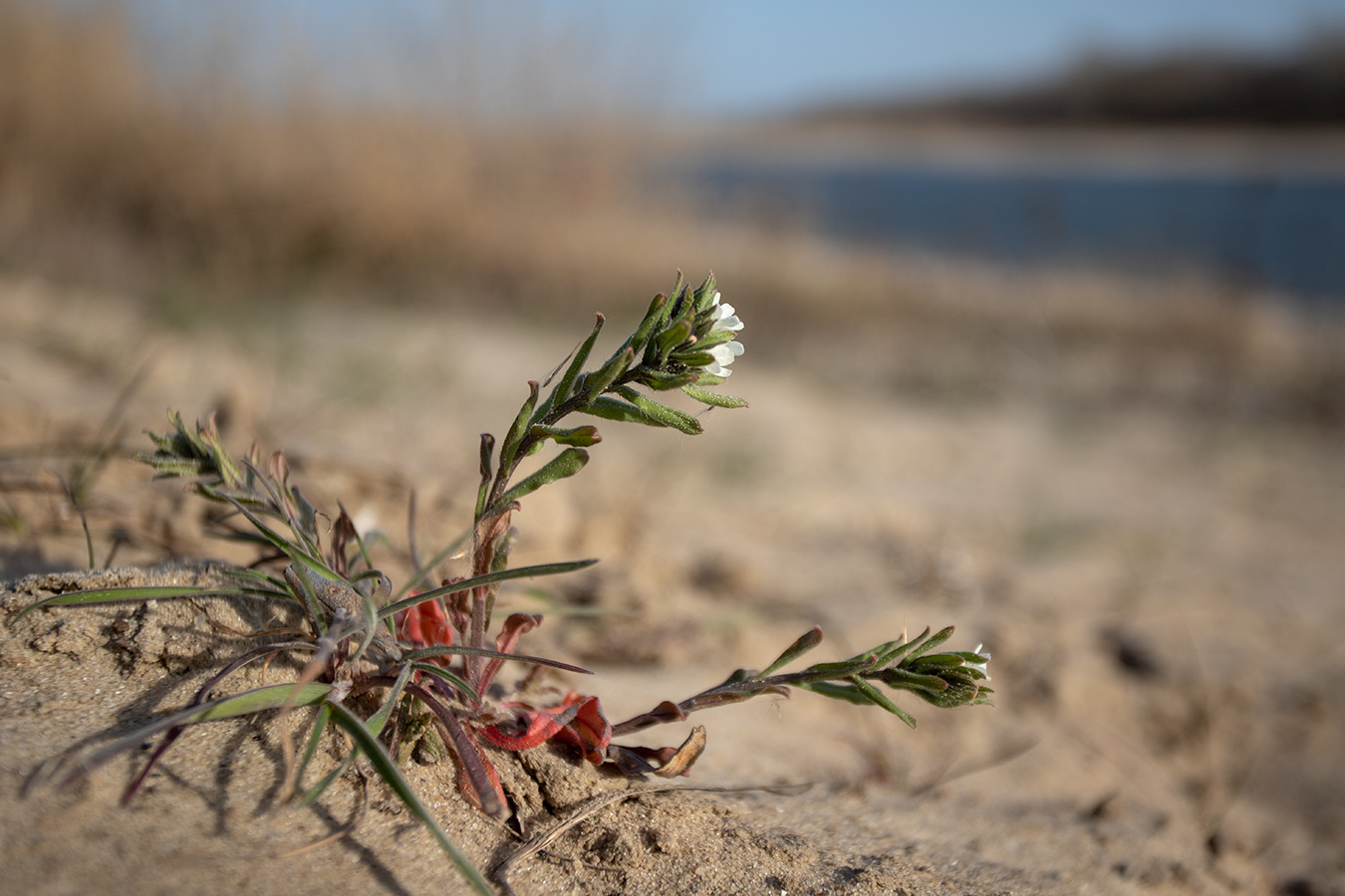 Изображение особи Buglossoides arvensis.