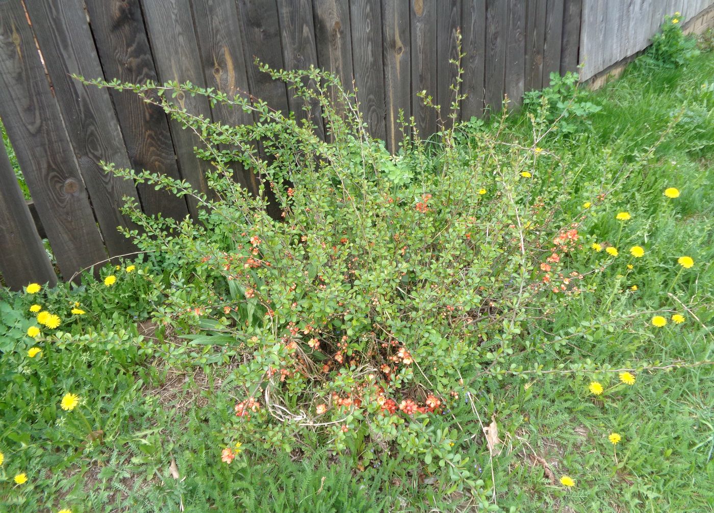 Image of Chaenomeles japonica specimen.