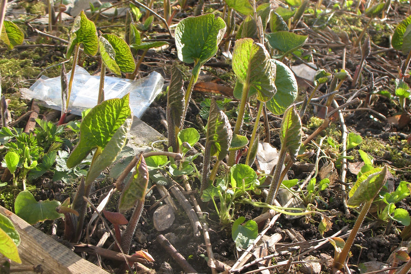 Image of Brunnera sibirica specimen.