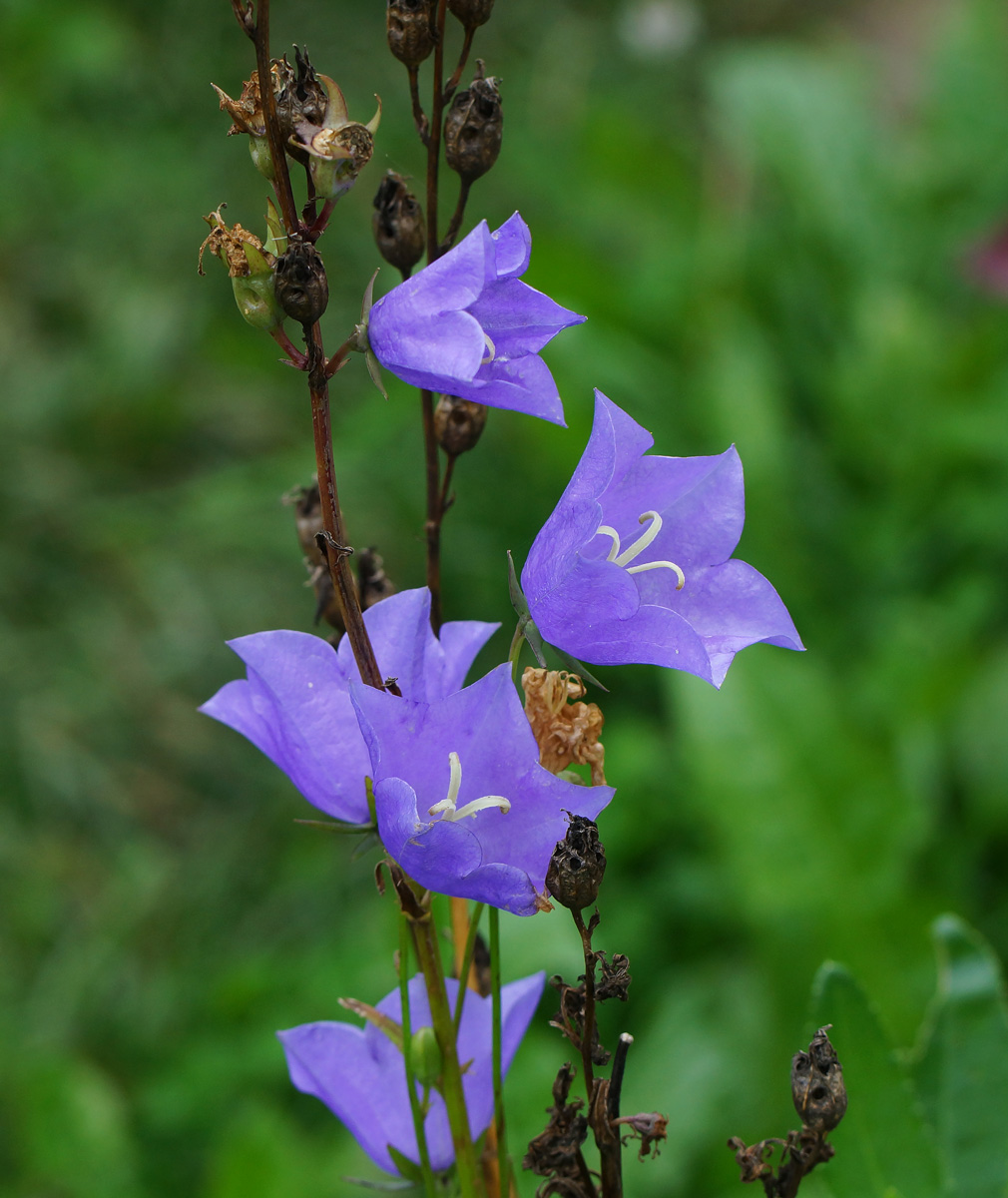 Image of Campanula persicifolia specimen.