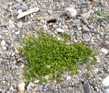 Honckenya peploides
