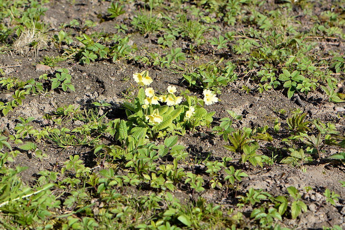 Image of Primula elatior specimen.