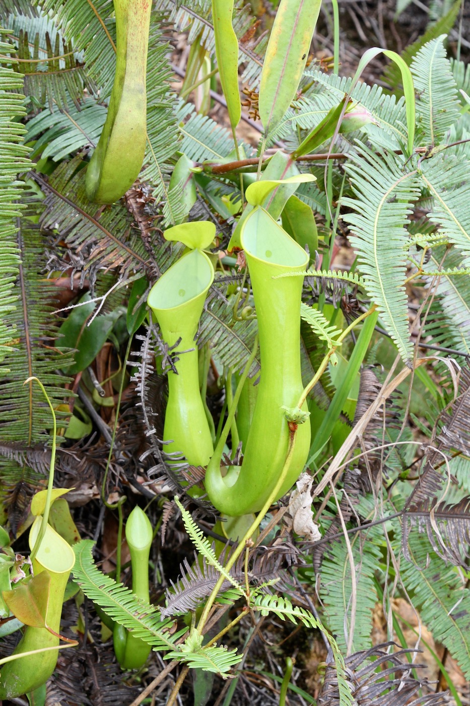 Image of Nepenthes reinwardtiana specimen.