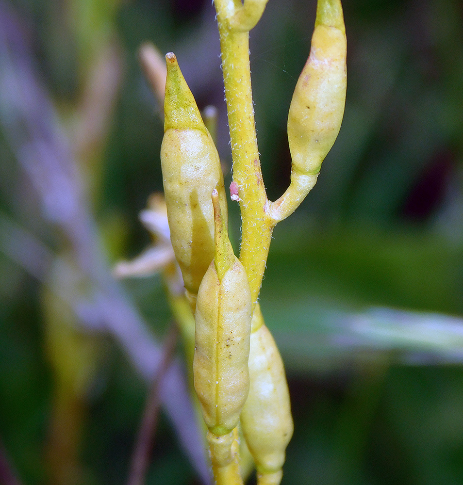 Image of Eruca sativa specimen.