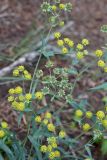 Bupleurum densiflorum