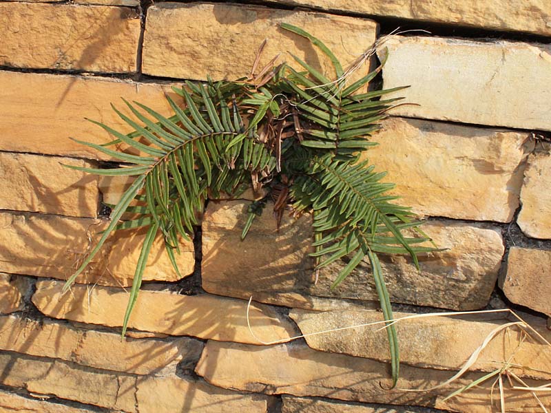 Image of genus Pteris specimen.