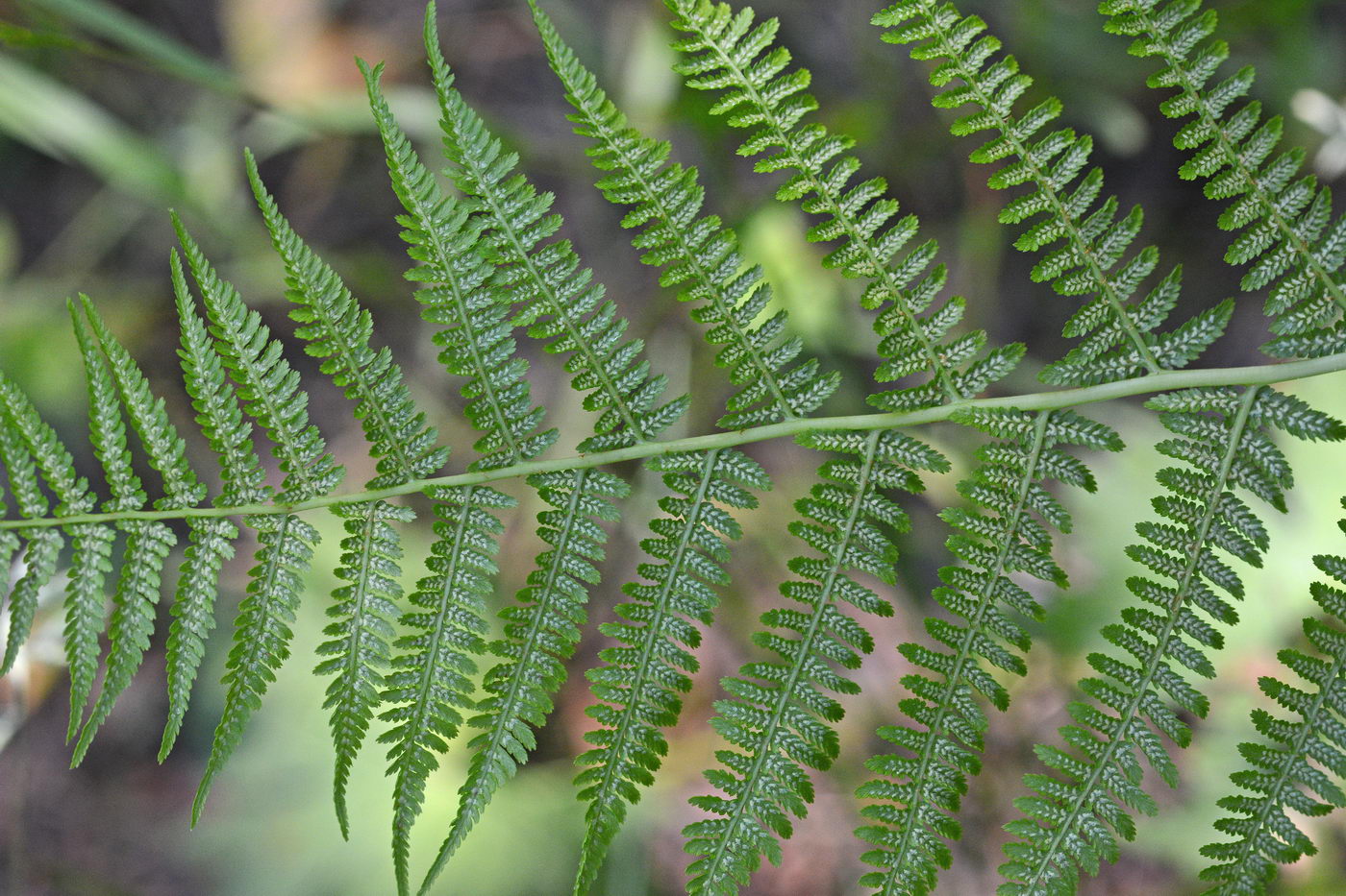 Image of Athyrium filix-femina specimen.