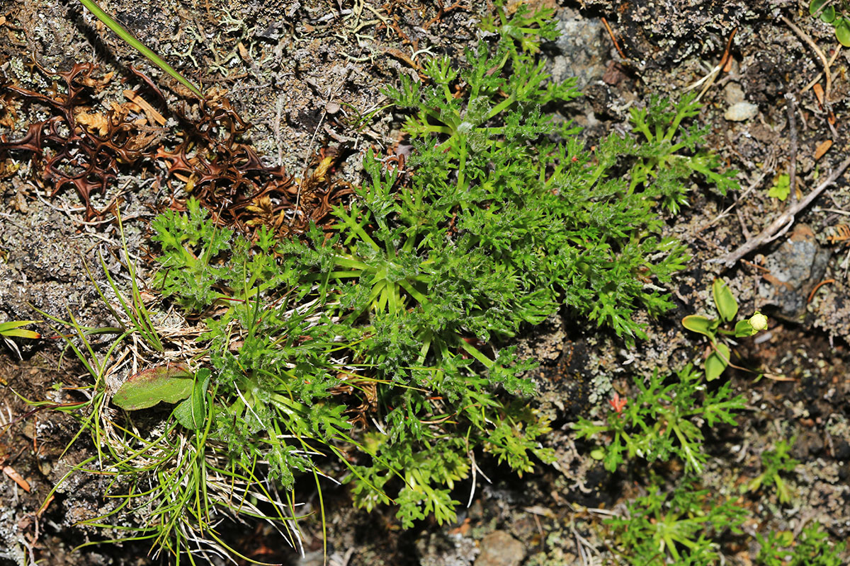 Image of Chrysanthemum oreastrum specimen.