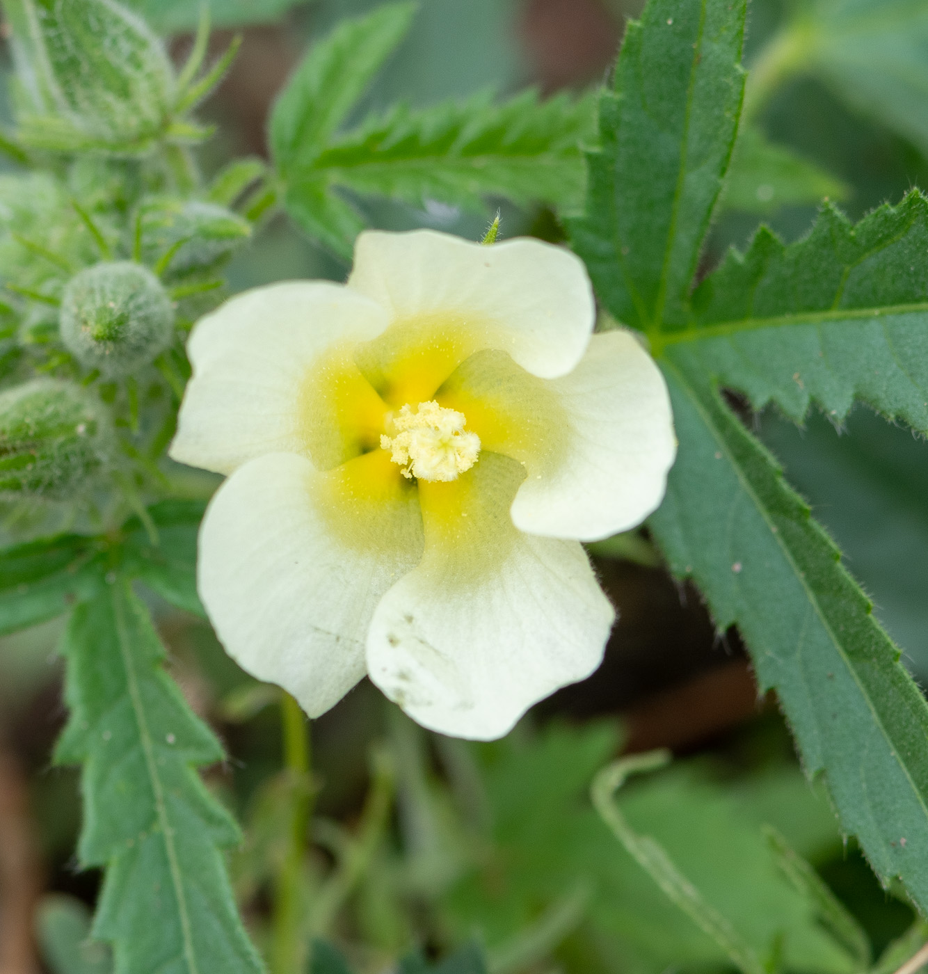 Изображение особи Hibiscus fleckii.