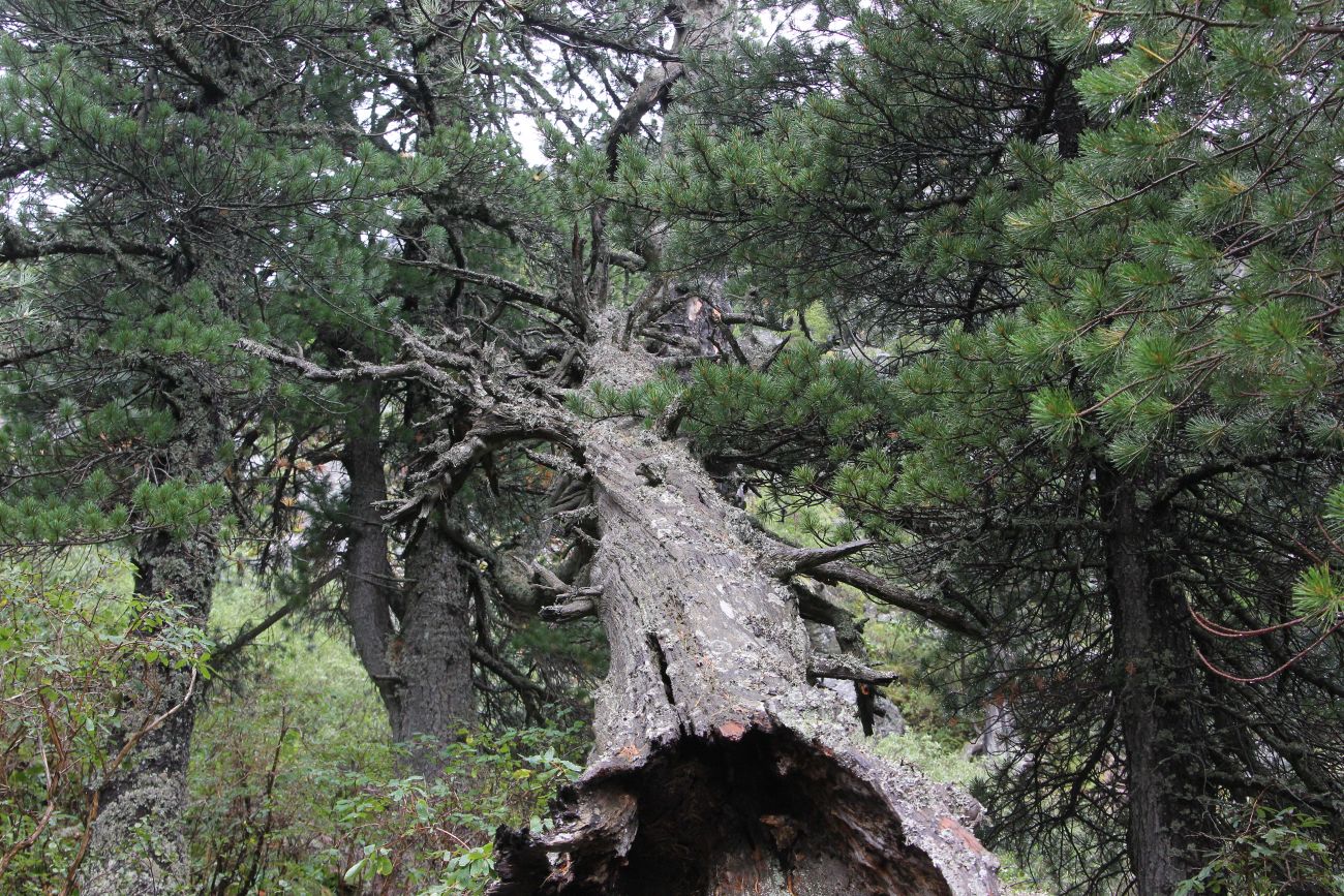 Изображение особи Pinus sibirica.