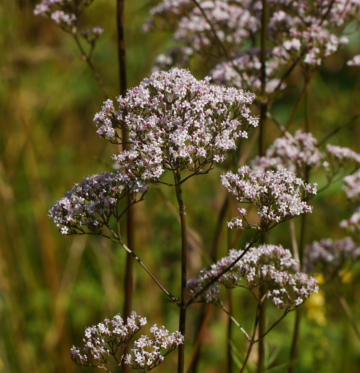 Изображение особи Valeriana officinalis.