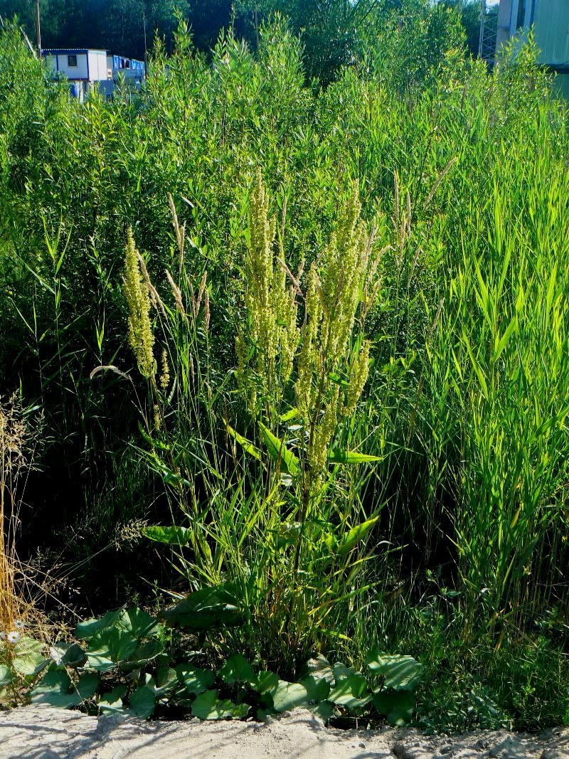 Изображение особи Rumex aquaticus.