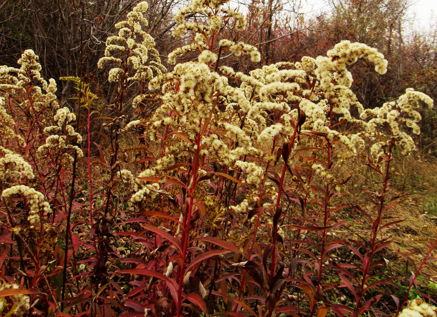 Image of Solidago canadensis specimen.