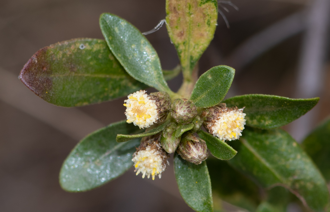 Image of genus Baccharis specimen.