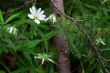 Stellaria holostea. Верхушка цветущего растения. Пермский край, подножие Вогульского камня, смешанный лес, долина р. Жигалан. 30.06.2010.