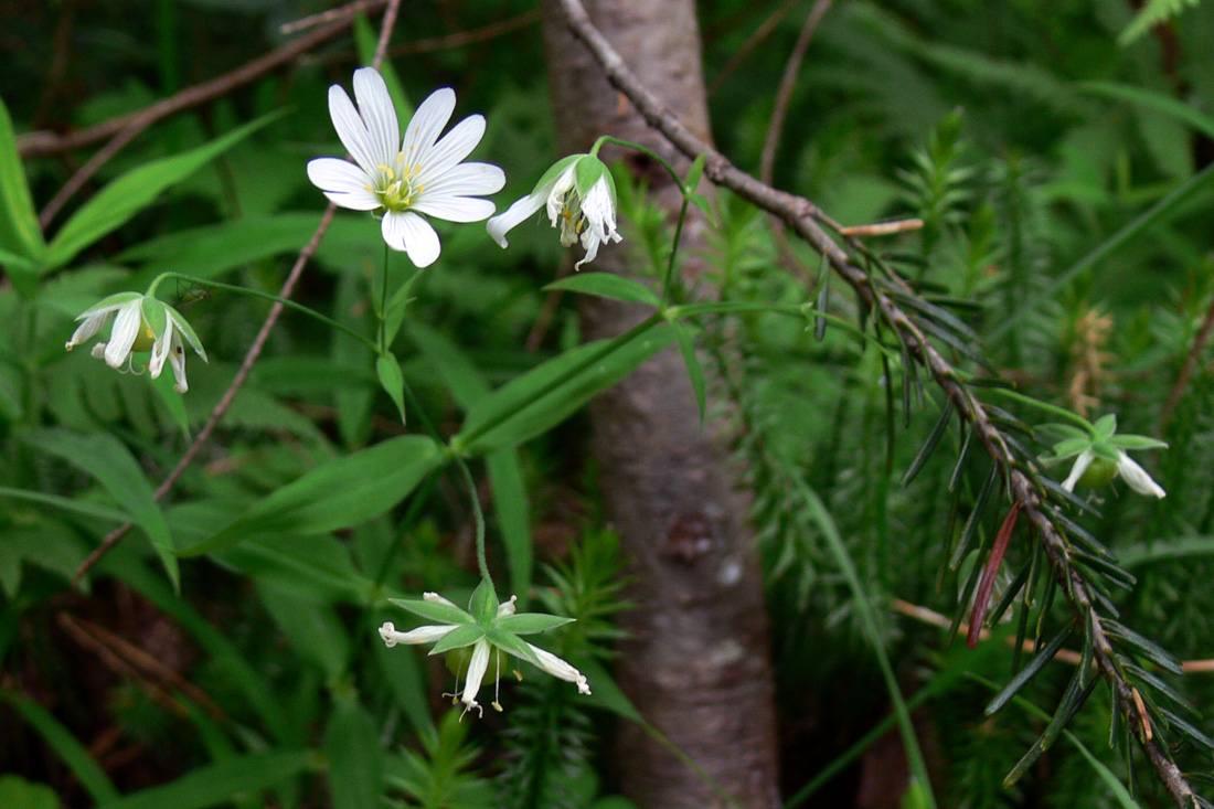 Image of Stellaria holostea specimen.