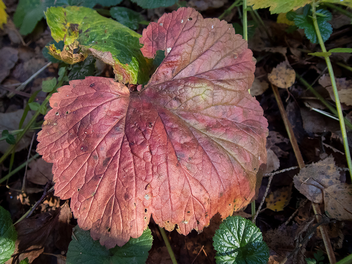 Изображение особи Geum urbanum.