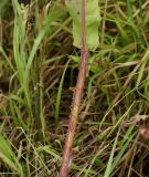 Image of taxon representative. Author is Тамара Риб
