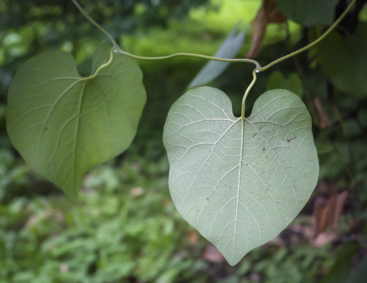 Image of Aristolochia manshuriensis specimen.