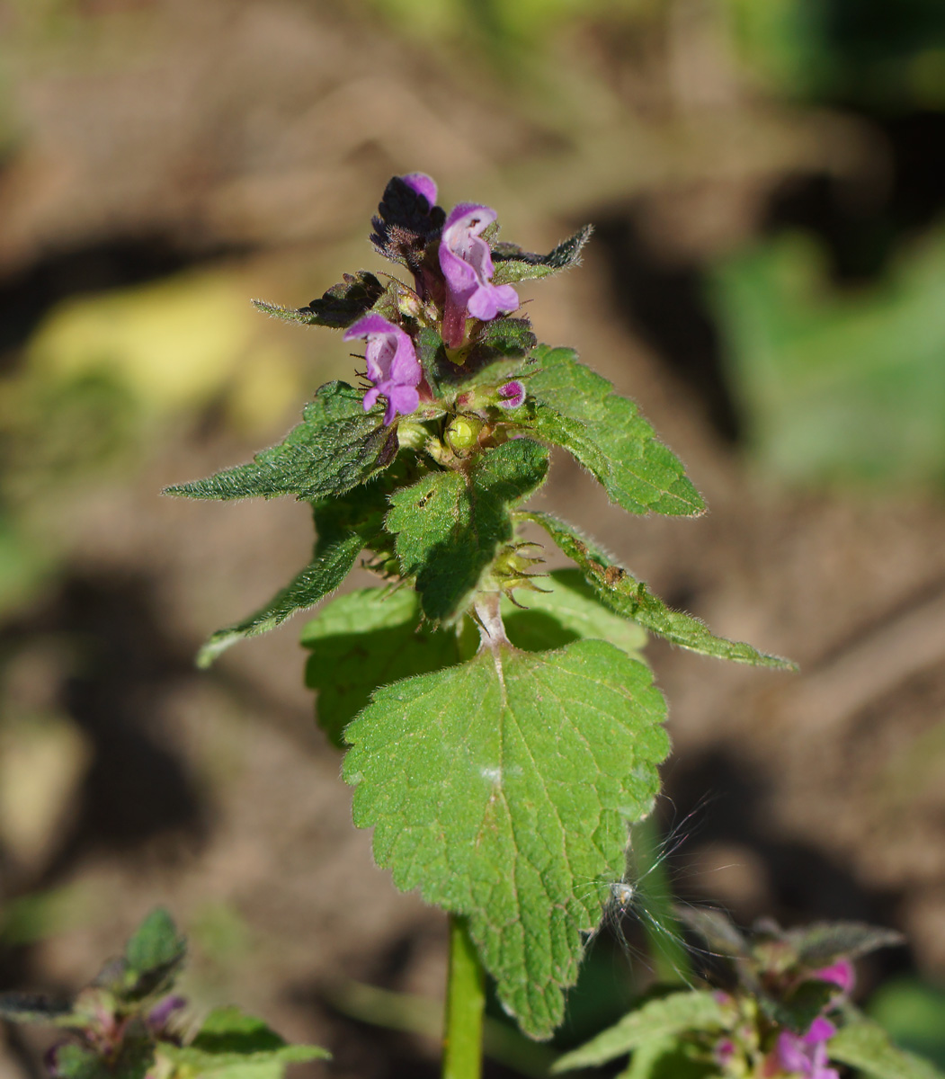 Изображение особи Lamium purpureum.