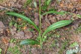 Dactylorhiza fuchsii. Нижняя часть побега. Владимирская обл., Петушинский р-н, окр. дер. Костино, опушка ельника. 27 июня 2020 г.
