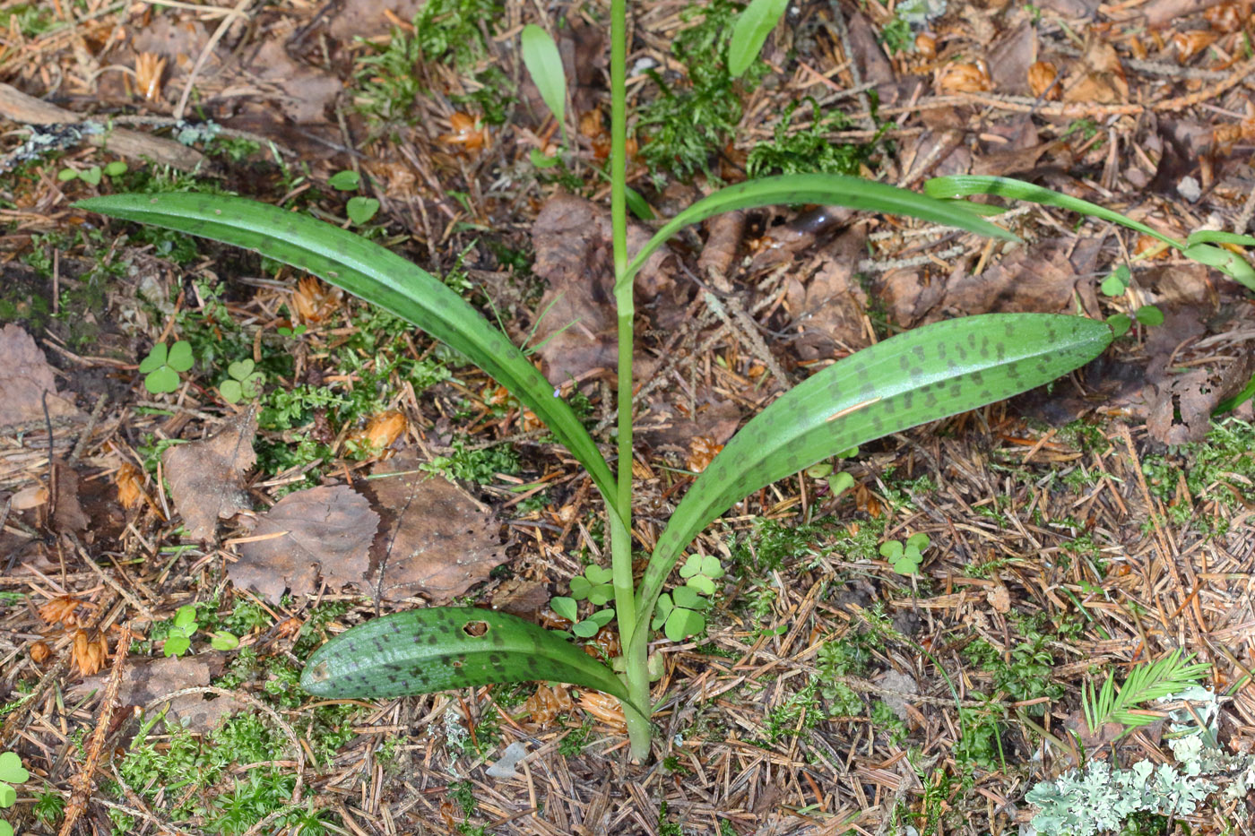 Изображение особи Dactylorhiza fuchsii.