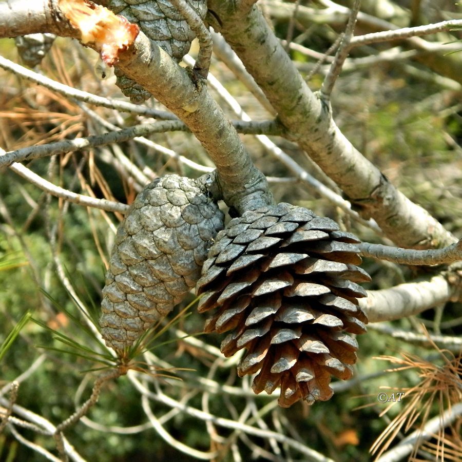 Изображение особи Pinus halepensis.