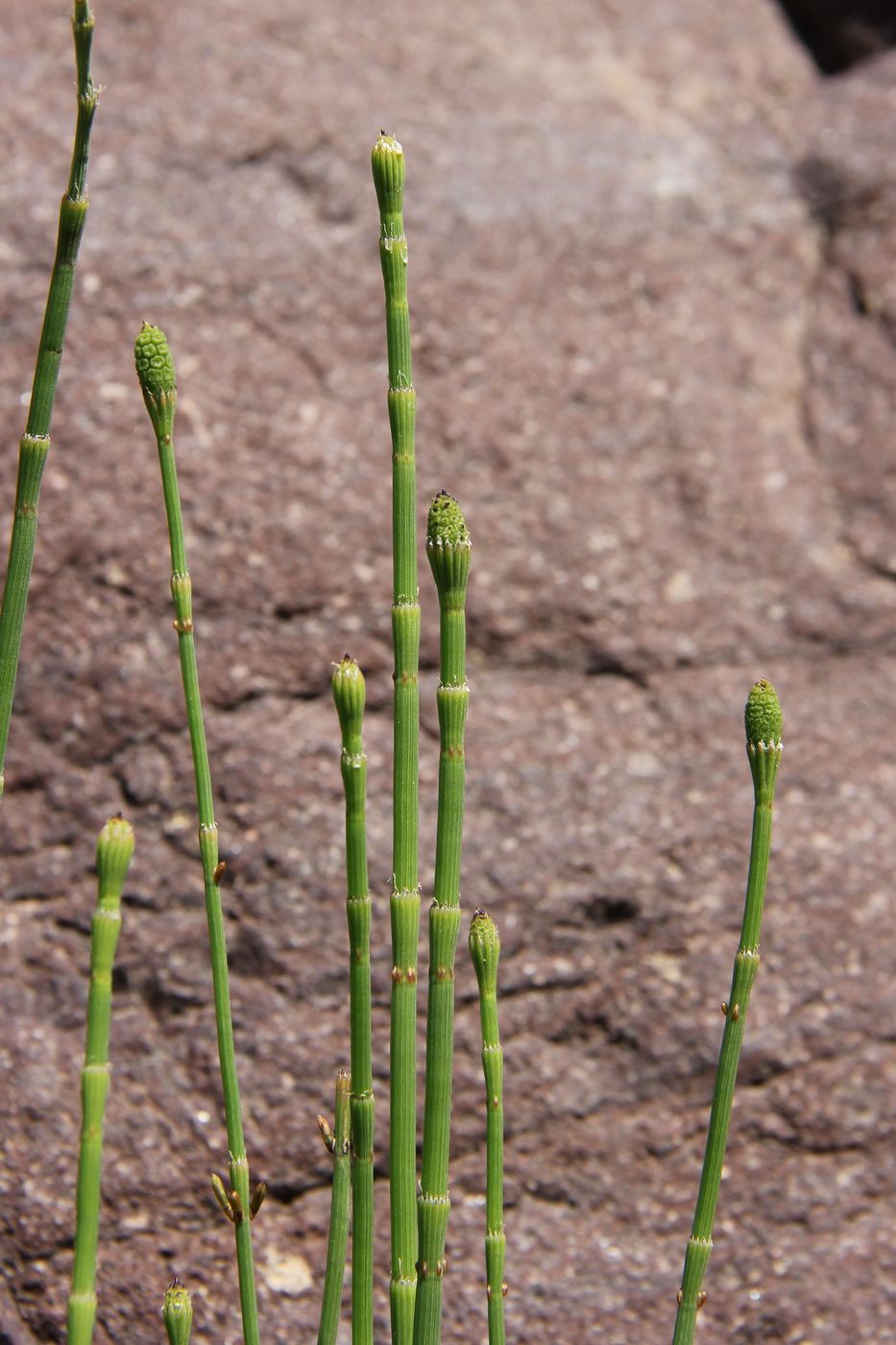 Изображение особи Equisetum ramosissimum.