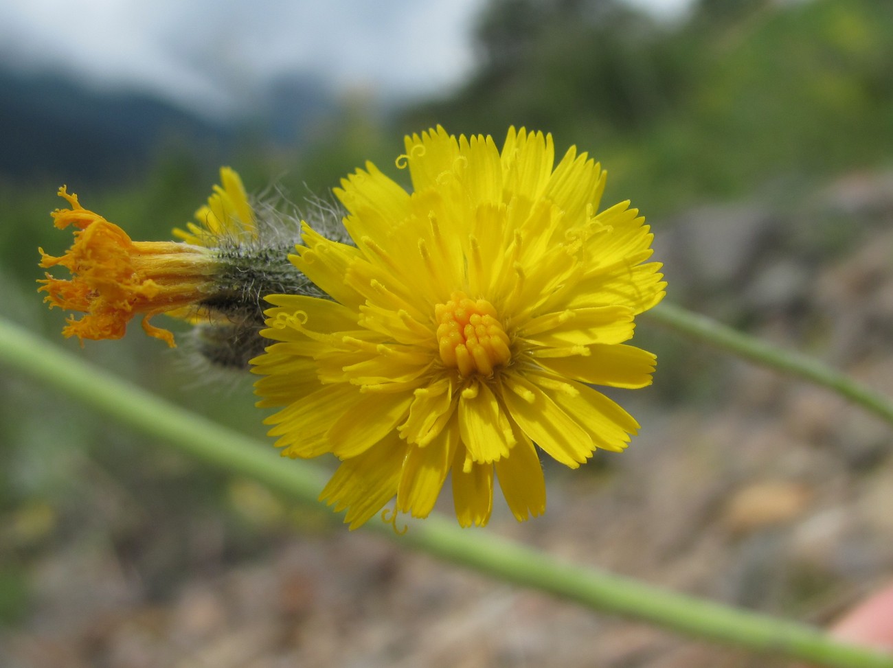 Изображение особи Pilosella echioides.