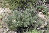 Lepidolopha komarowii