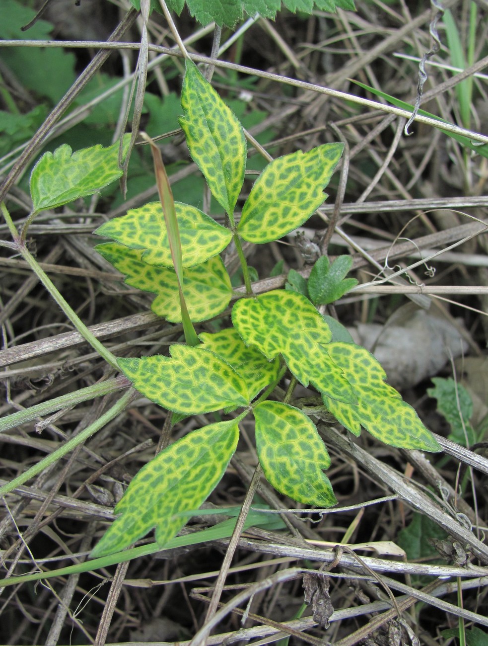 Image of Clematis vitalba specimen.