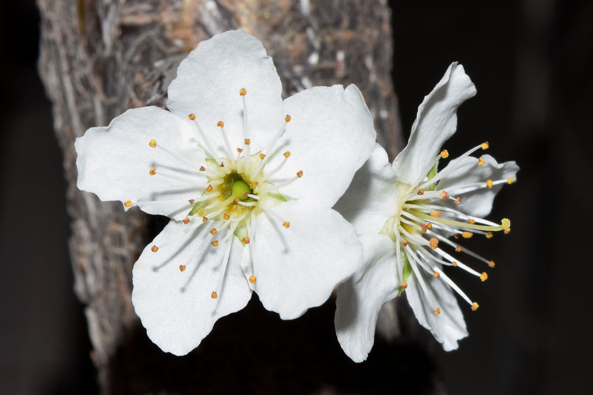 Изображение особи Prunus cerasifera.