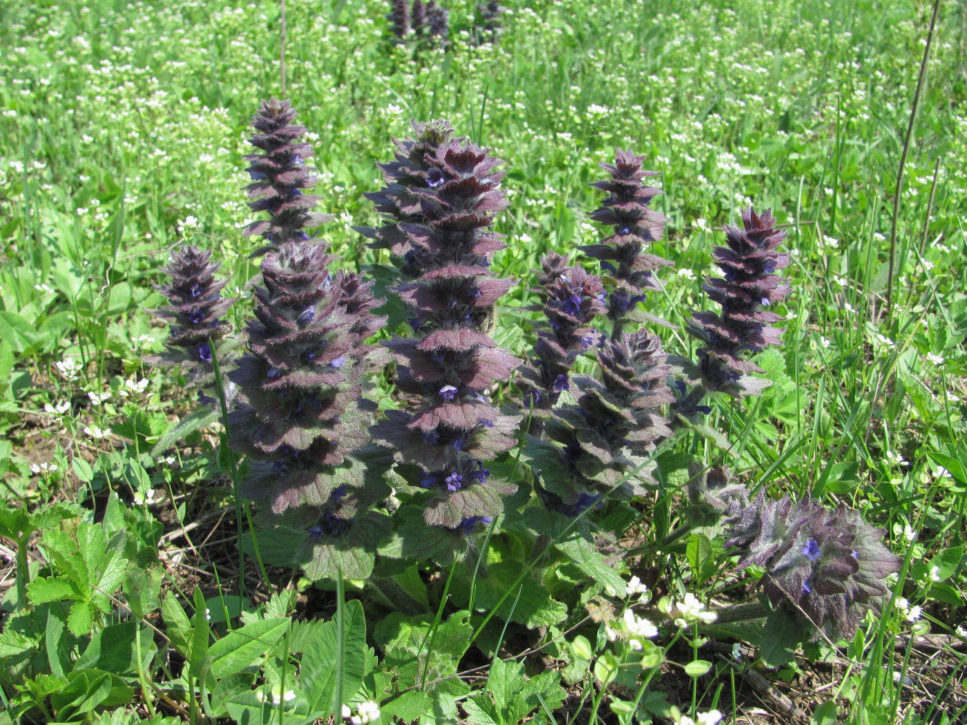 Image of Ajuga orientalis specimen.