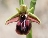 Ophrys mammosa. Цветок. Крым, окр. с. Зеленогорье, ущ. р. Пананьян-Узень, пойма ручья, луг на берегу. 5 мая 2021 г.