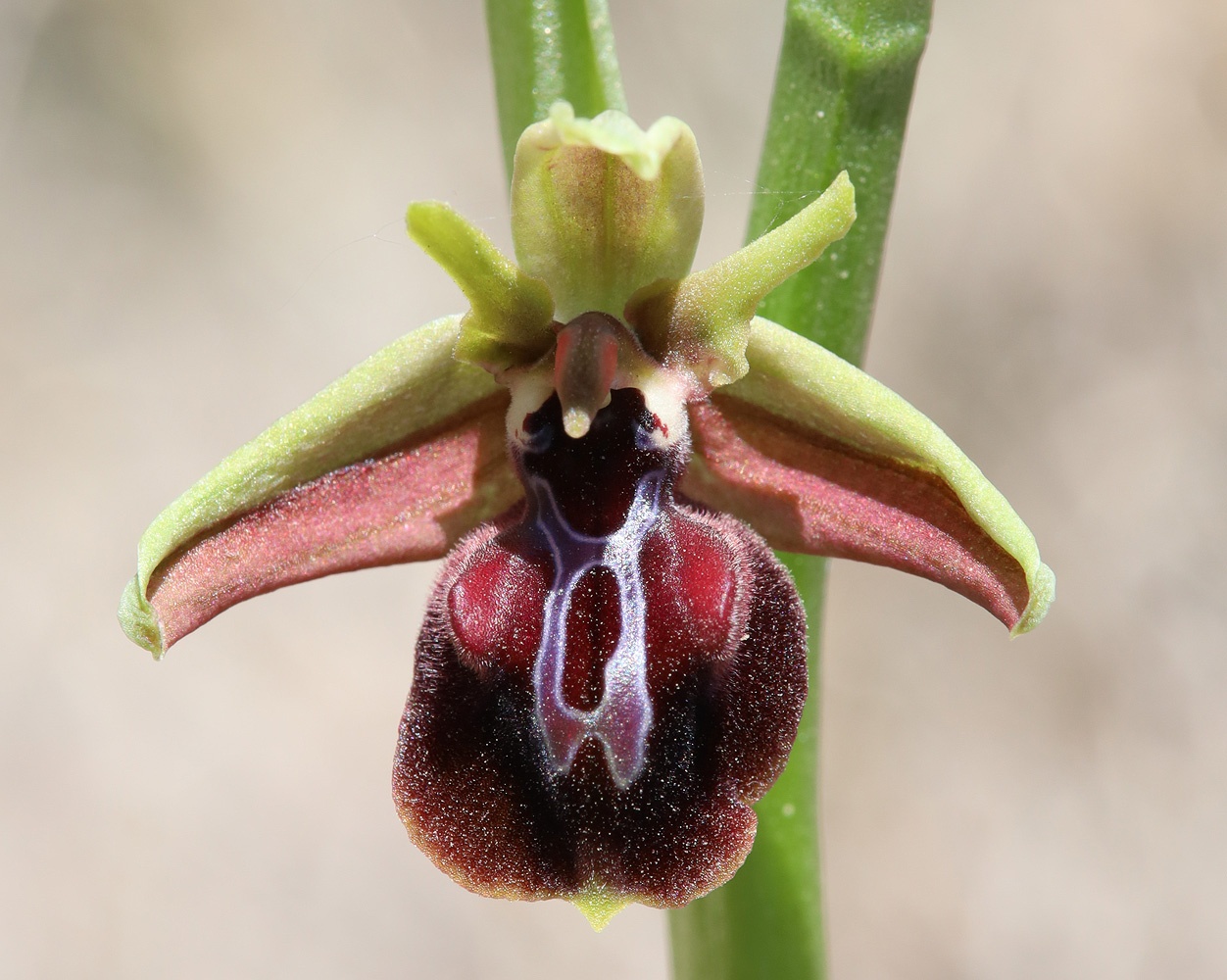 Изображение особи Ophrys mammosa.