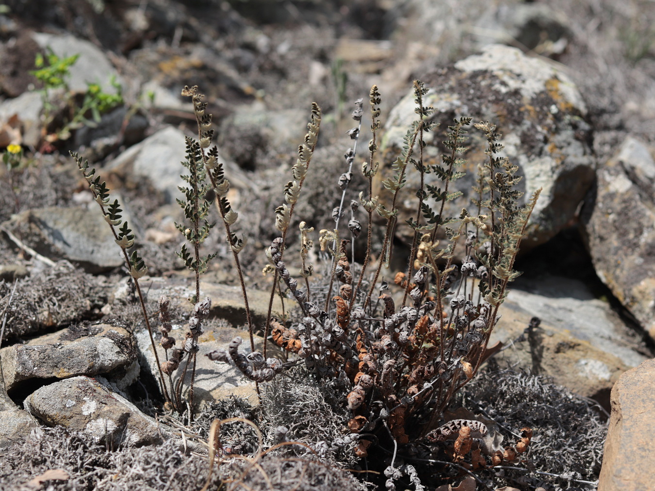 Image of Paragymnopteris marantae specimen.