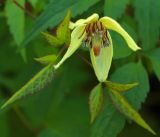 Clematis serratifolia