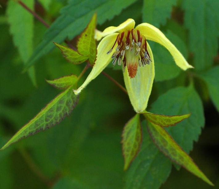 Image of Clematis serratifolia specimen.