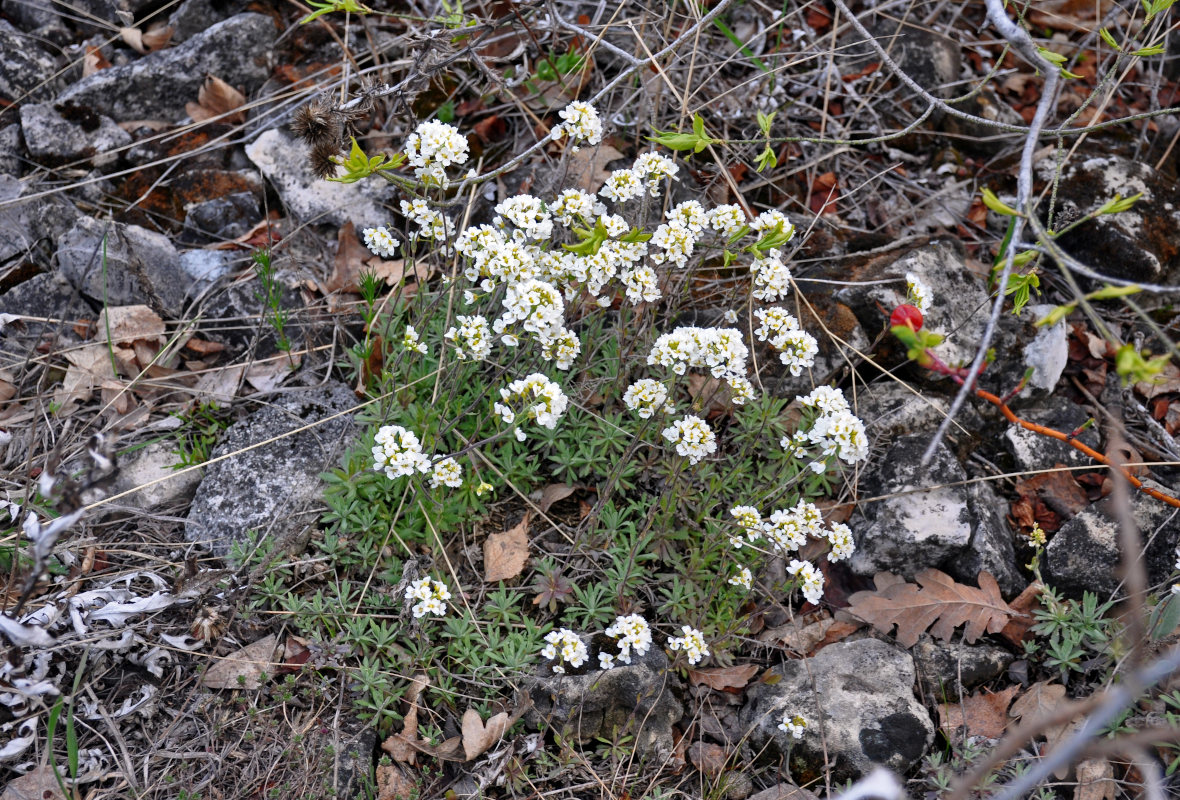 Image of Schivereckia podolica specimen.