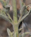 Image of taxon representative. Author is Татьяна Мальчинская