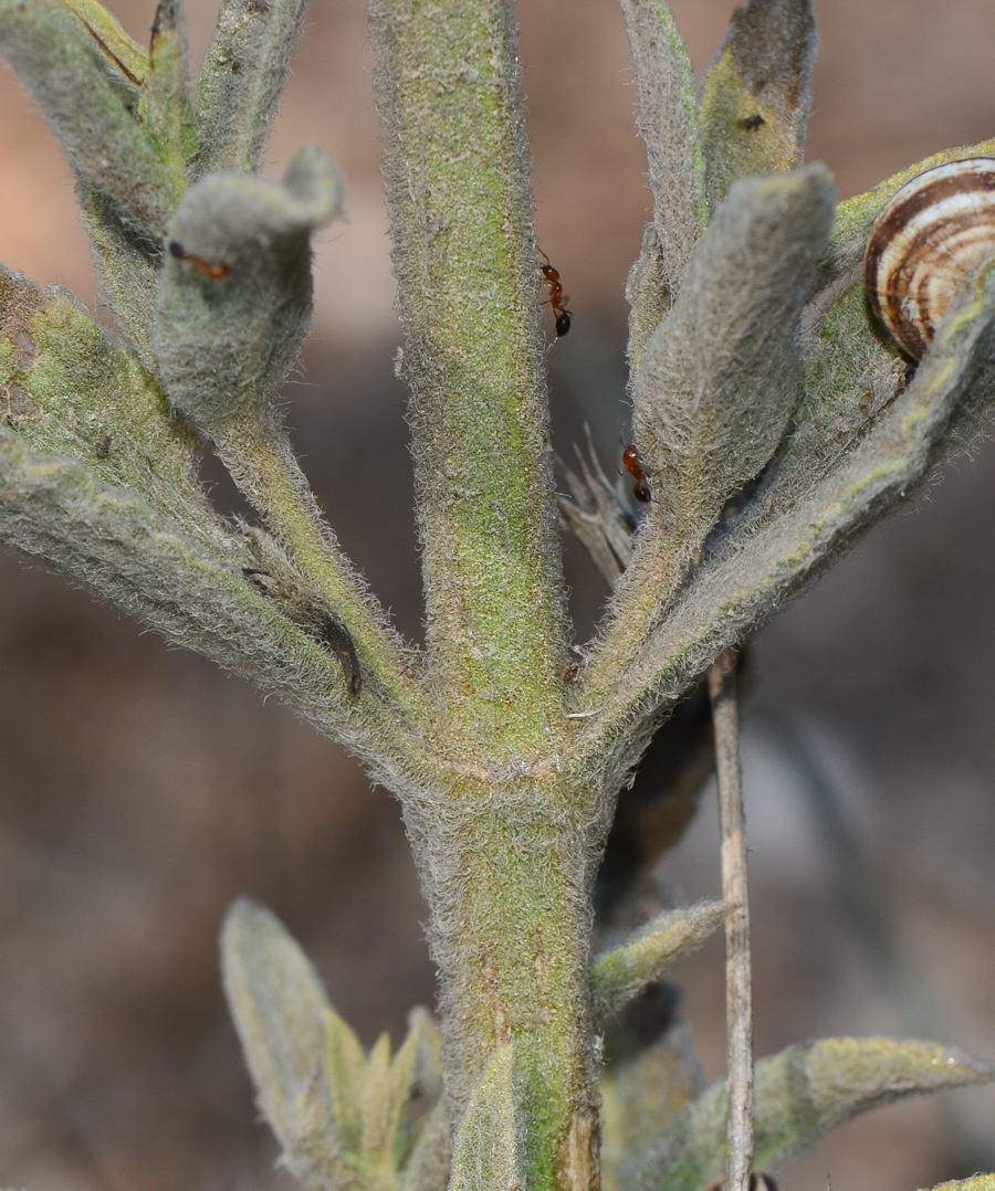 Image of Sideritis pullulans specimen.