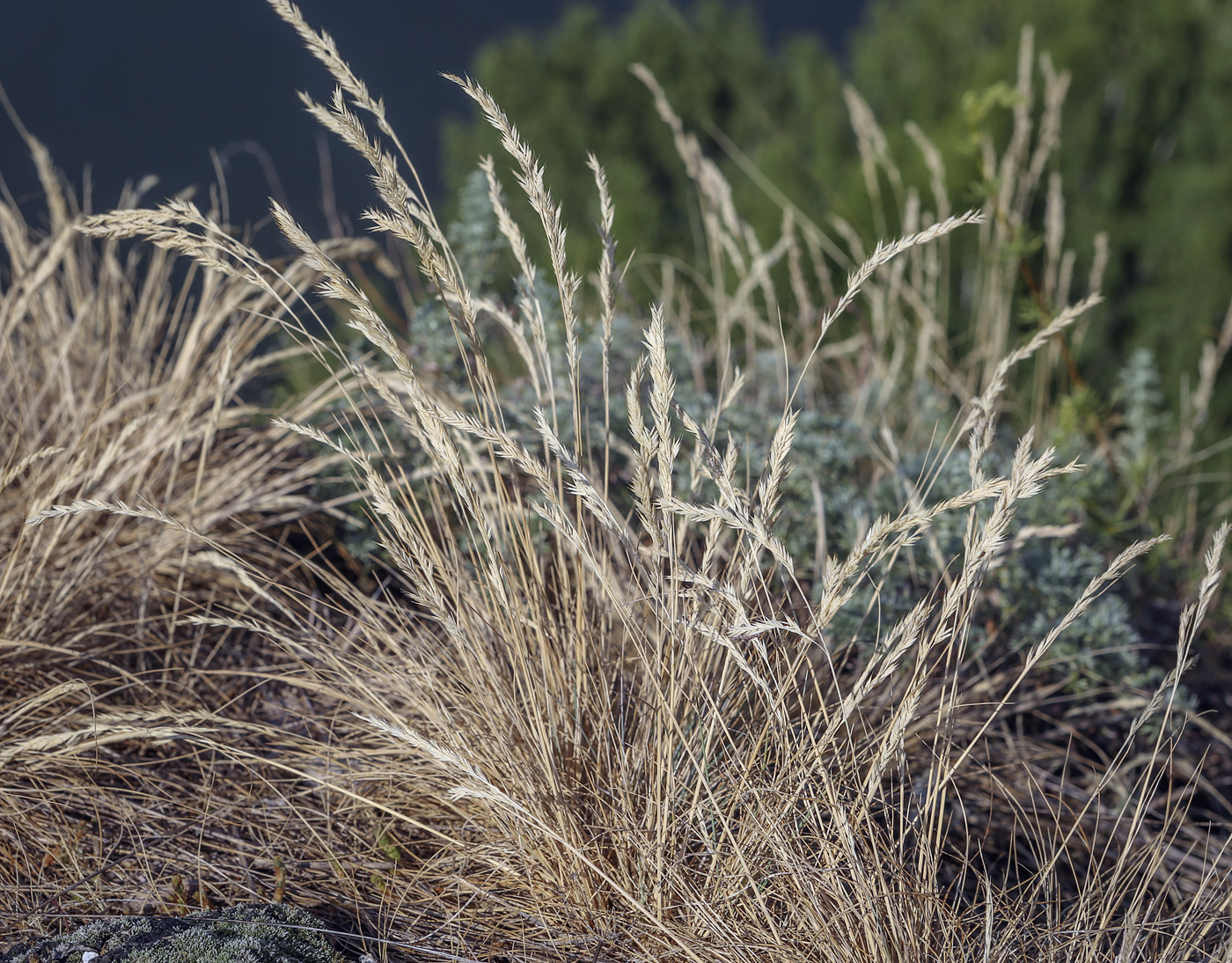 Изображение особи Festuca pseudovina.