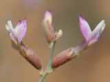 Astragalus hyrcanus. Верхушка соцветия. Дагестан, Дербентский р-н, побережье в окр. с. Деличобан, дюны. 12 июня 2021 г.